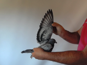 Pigeon image