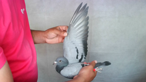 Pigeon image