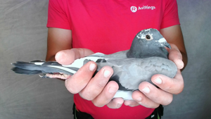 Pigeon image