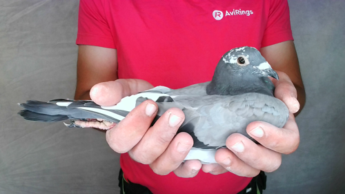 Pigeon image