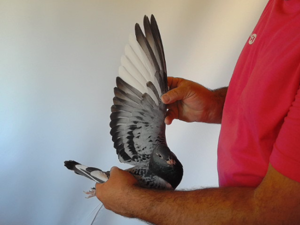 Pigeon image