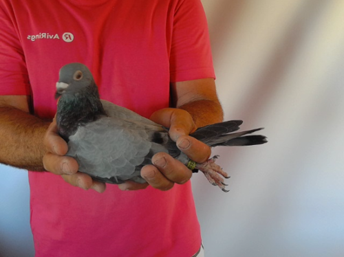 Pigeon image