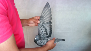 Pigeon image