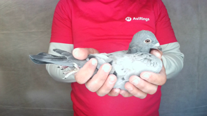 Pigeon image