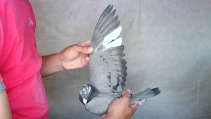 Pigeon image