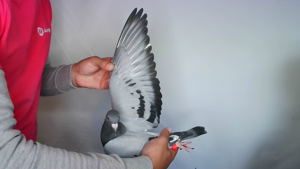 Pigeon image