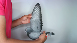 Pigeon image