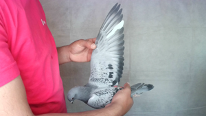 Pigeon image