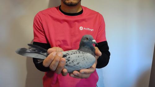 Pigeon image