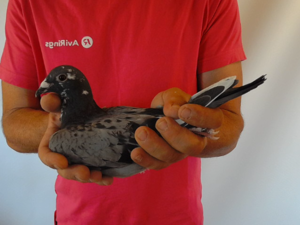 Pigeon image