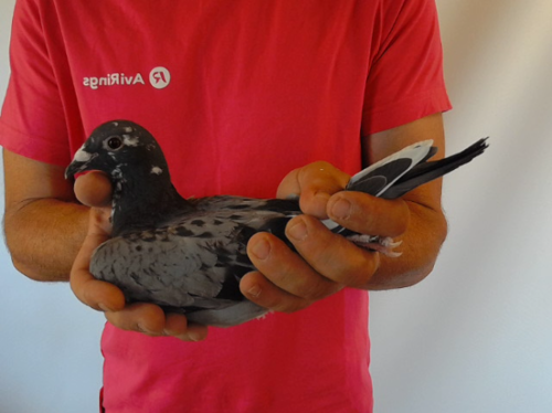 Pigeon image