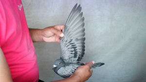 Pigeon image