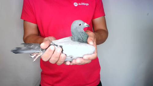 Pigeon image