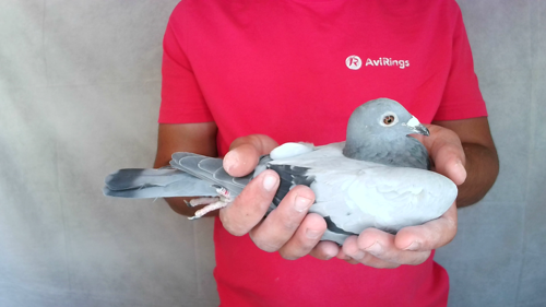 Pigeon image
