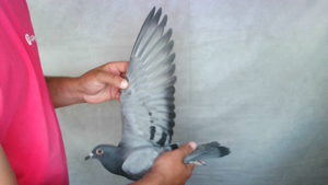 Pigeon image