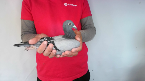 Pigeon image