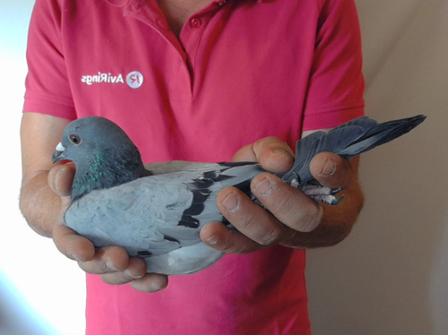 Pigeon image