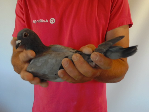Pigeon image