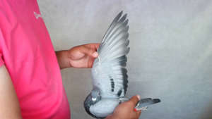 Pigeon image