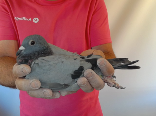 Pigeon image