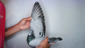 Pigeon image