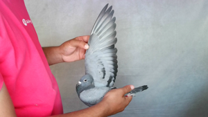 Pigeon image