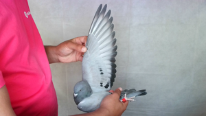 Pigeon image