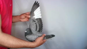 Pigeon image