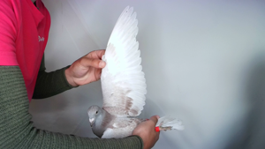 Pigeon image