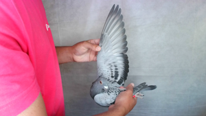Pigeon image