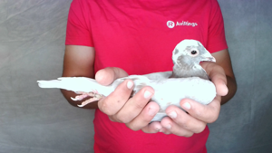 Pigeon image