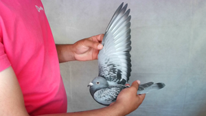 Pigeon image