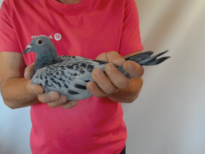 Pigeon image