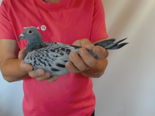 Pigeon image