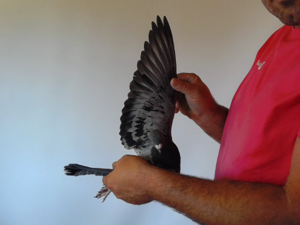 Pigeon image