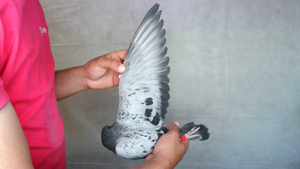 Pigeon image