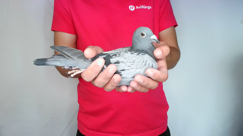 Pigeon image