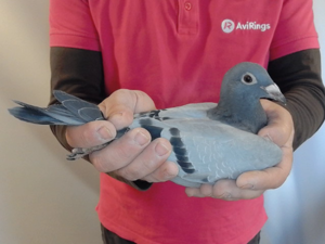 Pigeon image