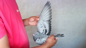 Pigeon image