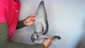 Pigeon image