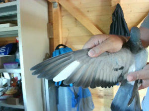 Pigeon image