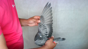 Pigeon image