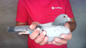 Pigeon image