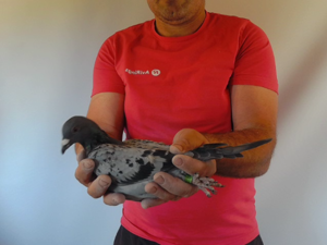 Pigeon image