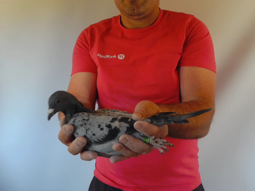 Pigeon image
