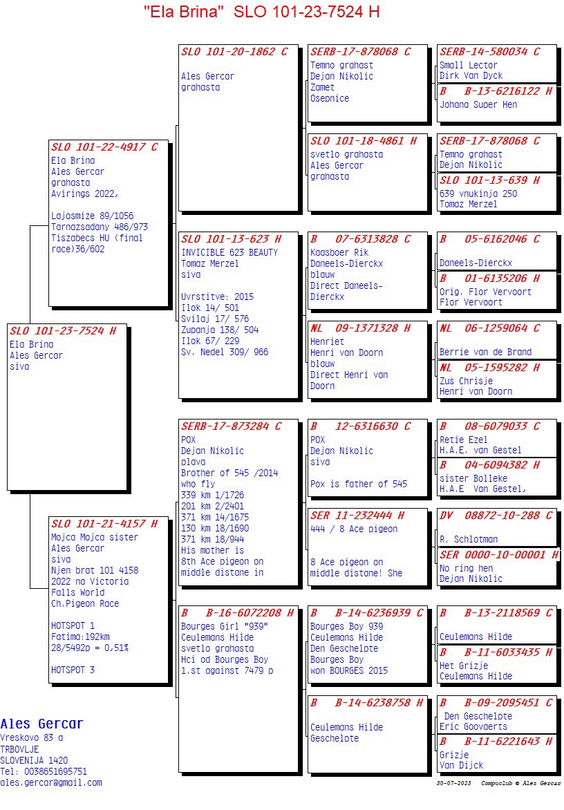 Pigeon pedigree image