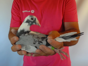 Pigeon image