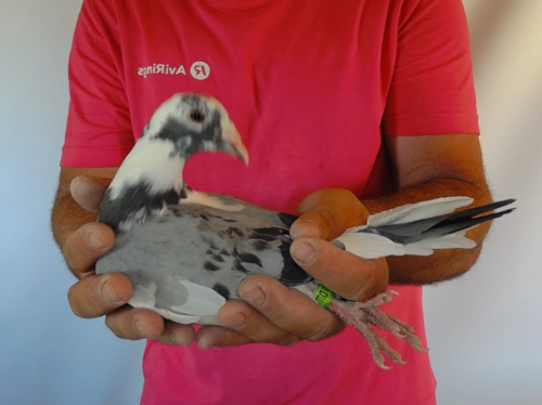 Pigeon image