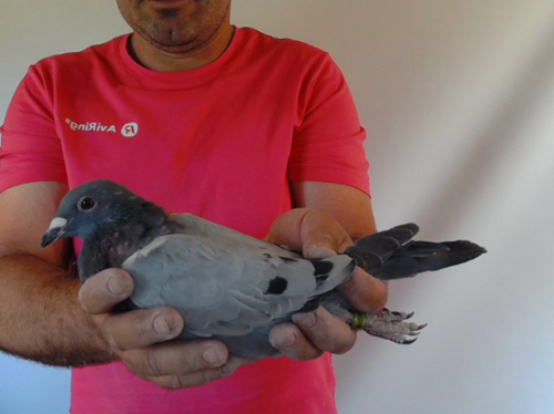 Pigeon image