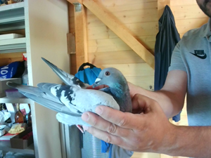 Pigeon image